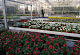 Foto von Blumen Egl - Regensburger Straße 25, Wernberg, Wernberg-Köblitz, Bayern, Deutschland