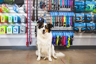 Bark Avenue Pet Supply - Gilbert