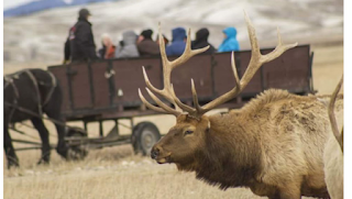 National Elk Refuge Sleigh Rides