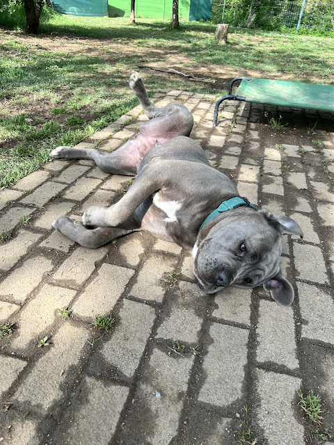 Happy Dog Park