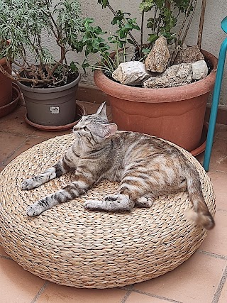 Clínica Veterinaria La Zarzuela