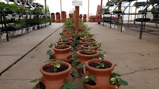 Star Nursery Garden and Rock Centers