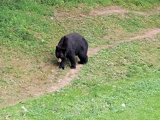 Western North Carolina Nature Center