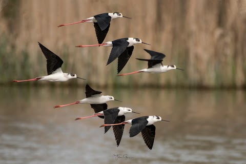 Aguait d'ocells de l'Estany de Sils