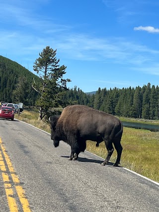 Yellowstone Day Tours