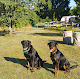Photo de Fun Dog - 3 Route de Lorleau, Beauficel-en-Lyons, France