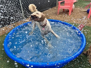 Kara's Kritters Dog Daycare and Boarding