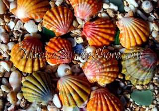 Sunrise Shells Jewelry by MonicaByTheShore Hawaii