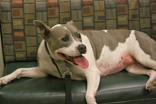 Dermatology for Animals - Tucson