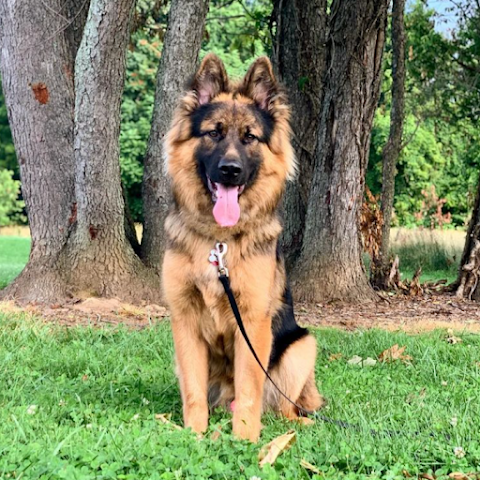 Photo of Baltimore Dog LLC - 9 Lacosta Court, Towson, MD 21204, USA
