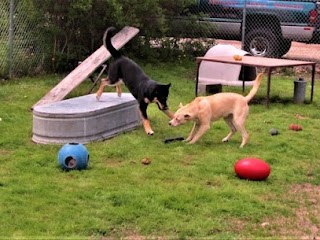 Dog Boarding & Day-Care Munster Abbey Kennels