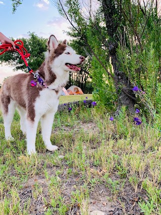 Hobbs Animal Shelter