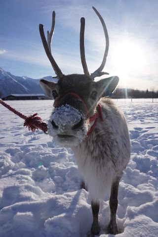 Utah Reindeer