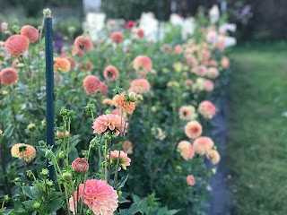 Arcola Trail Flower Farm