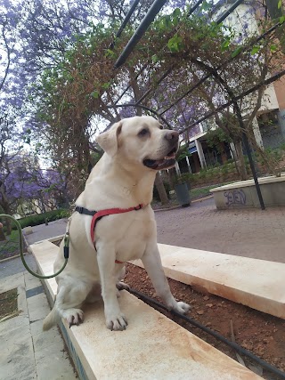 Hospital Clínico Veterinario - Universidad de Murcia