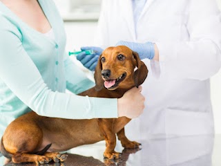 Vida Veterinary Urgent Care