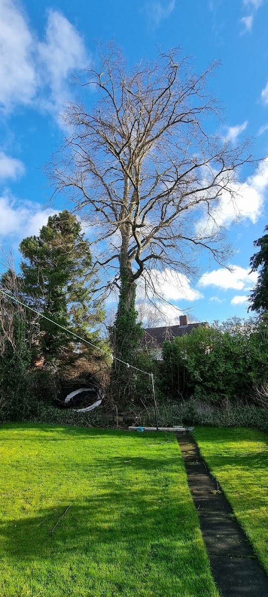 Altitude Tree Services in 3 Firbeck Rd, Bramham, Leeds LS23 6NE, UK - Gardeners featuring 