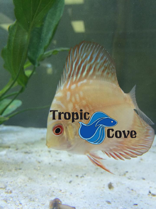Tropic Cove Pet Store