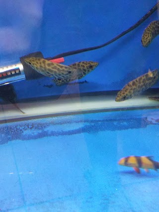 Imperial Aquatics