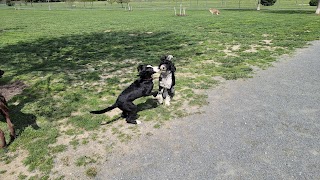 Chestertown Dog Park