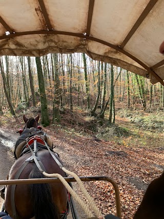 Excursiones en carruaje