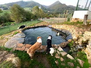 La Torre Canina - Guarderia y Hotel para perros