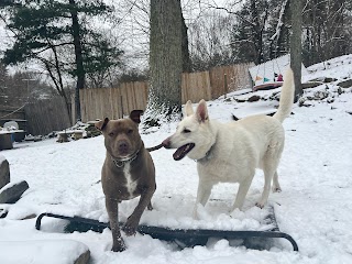 Big Hair Dog Training Services