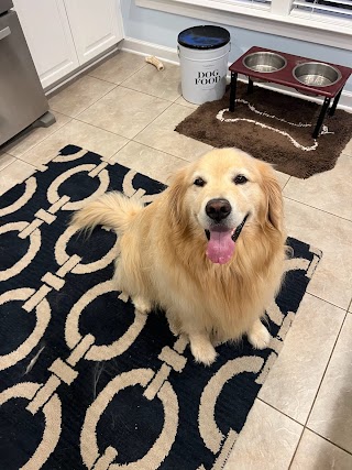 Beach Buddies Pet Sitting & Dog Walking