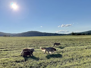 Summer camp for dogs all year long