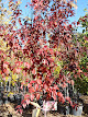 Photo of Holiday Nursery, Inc - 224 Valley View Drive, Gallup, NM 87301, USA