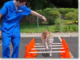 Sound Paws Canine Physical Rehabilitation and Conditioning