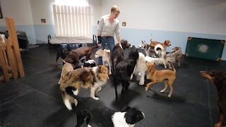 Dawg House - Dog Daycare & Boarding