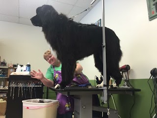 Dirty Dog Grooming & Pet Supplies