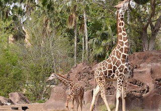 Gladys Porter Zoo