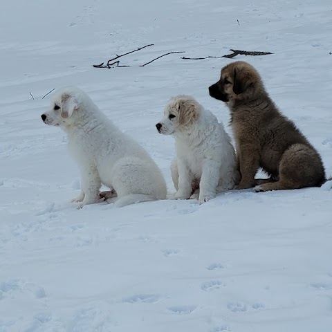 Veremedy Pet Hospital