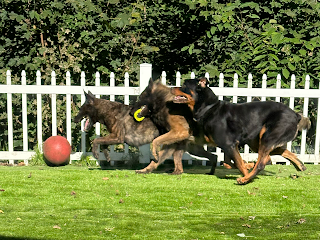 KV Dog Training
