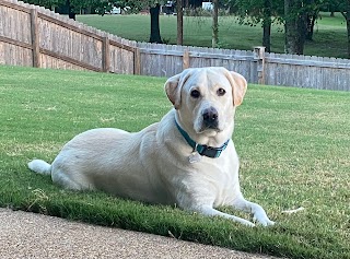 Sit Means Sit Midsouth Dog Training