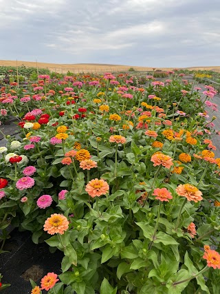 Juniper Canyon Flower Farm