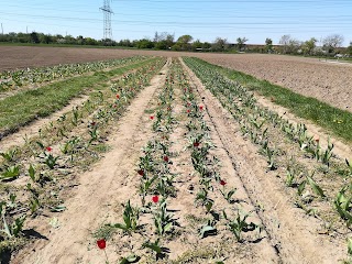 Blumen selbst schneiden Seckenheim