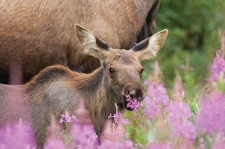 Jackson Hole Central Reservations