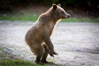 Grizzly Country Wildlife Adventures