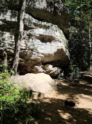 Moore Cove Falls Trail