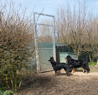 PET für Hunde