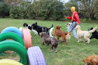 The Dogwood Pet Hotel & Day Spa