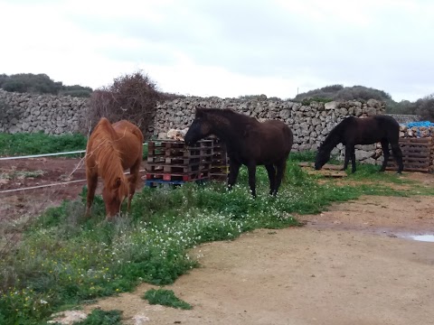 Ses Planes Toni Bosch Equitación Hípica