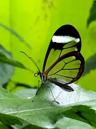 Jardín de las Mariposas