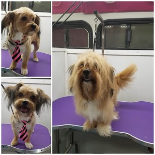 Critter Cleaners Pet Grooming Salon & Mobile Grooming