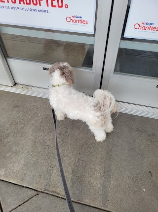 PetSmart Doggie Day Camp