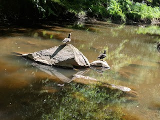 Eno River Association