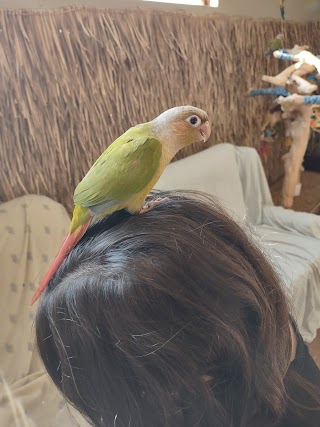 Parrot & Bird Emporium Inc